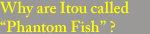 Why are Itou called “Phantom Fish”?